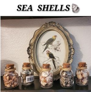 🐚 5 Jars Of Sea Shells